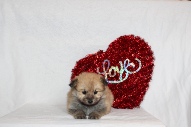 puppy, for, sale, Pomeranian, Matthew B. Stoltzfus, dog, breeder, Gap, PA, dog-breeder, puppy-for-sale, forsale, nearby, find, puppyfind, locator, puppylocator, aca